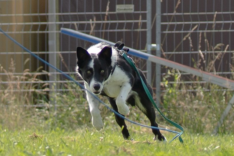 Hetzangel - Impulskontrolle, Selbstbeherrschung und viel Spass
